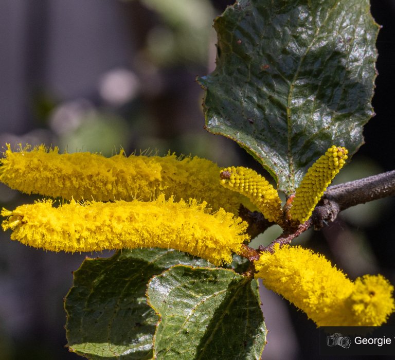 Celebrate National Wattle Day by looking out for the Acacia lanuginophylla and other wattles Image