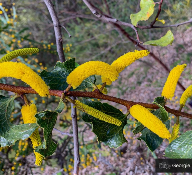 Celebrate National Wattle Day by looking out for the Acacia lanuginophylla and other wattles Image