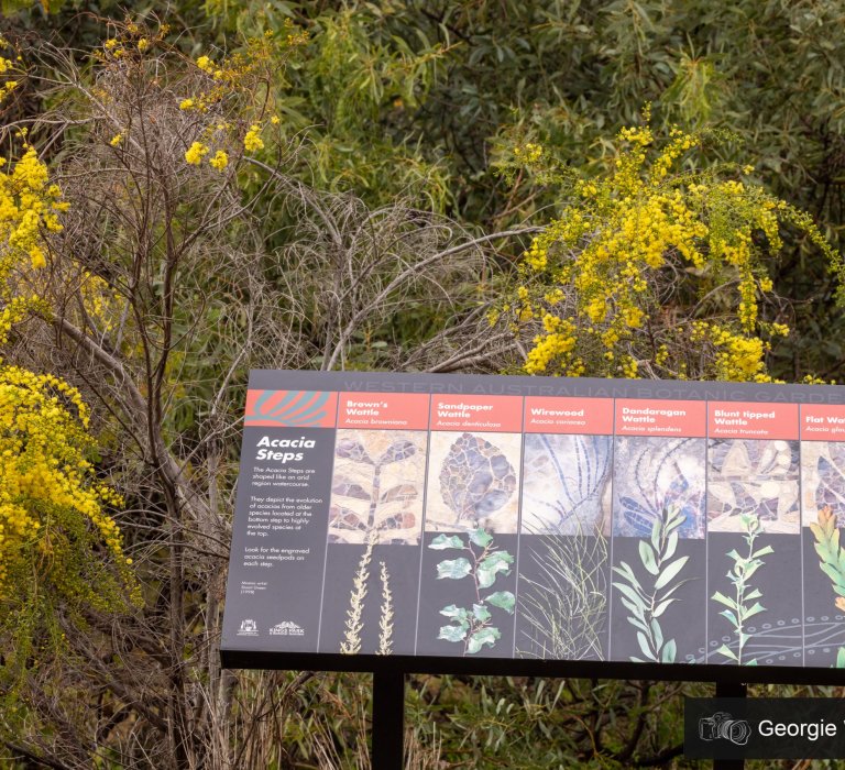 Celebrate National Wattle Day by looking out for the Acacia lanuginophylla and other wattles Image