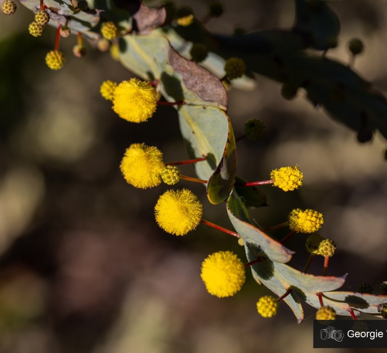 Celebrate National Wattle Day by looking out for the Acacia lanuginophylla and other wattles Image