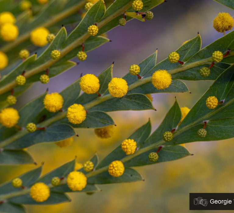 Celebrate National Wattle Day by looking out for the Acacia lanuginophylla and other wattles Image