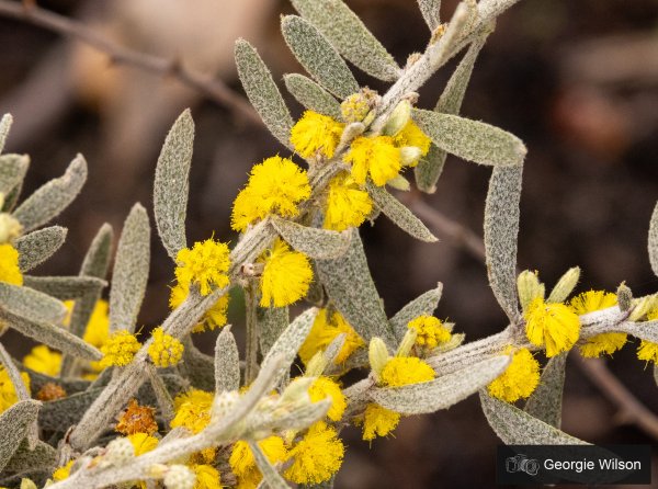 Celebrate National Wattle Day by looking out for the Acacia lanuginophylla and other wattles Image