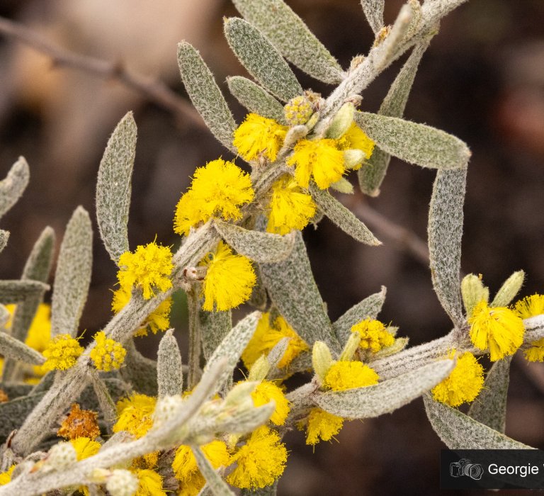 Celebrate National Wattle Day by looking out for the Acacia lanuginophylla and other wattles Image