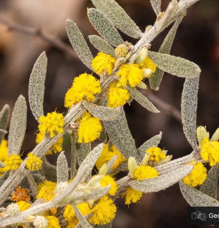 Celebrate National Wattle Day by looking out for the Acacia lanuginophylla and other wattles Image