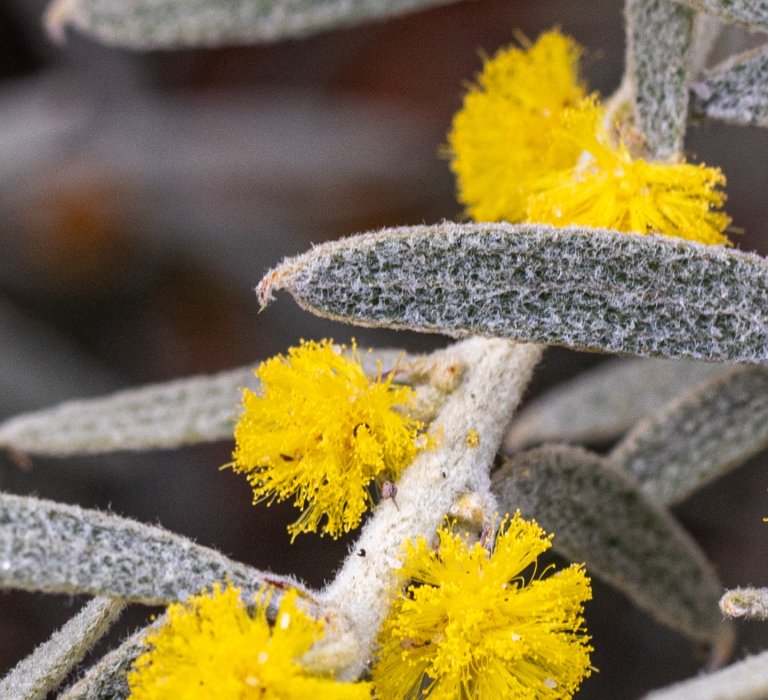 Celebrate National Wattle Day by looking out for the Acacia lanuginophylla and other wattles Image