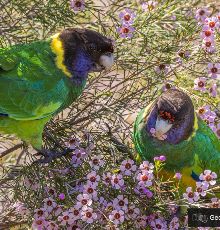 Explore the highlights of Kings Park with our Guides Image