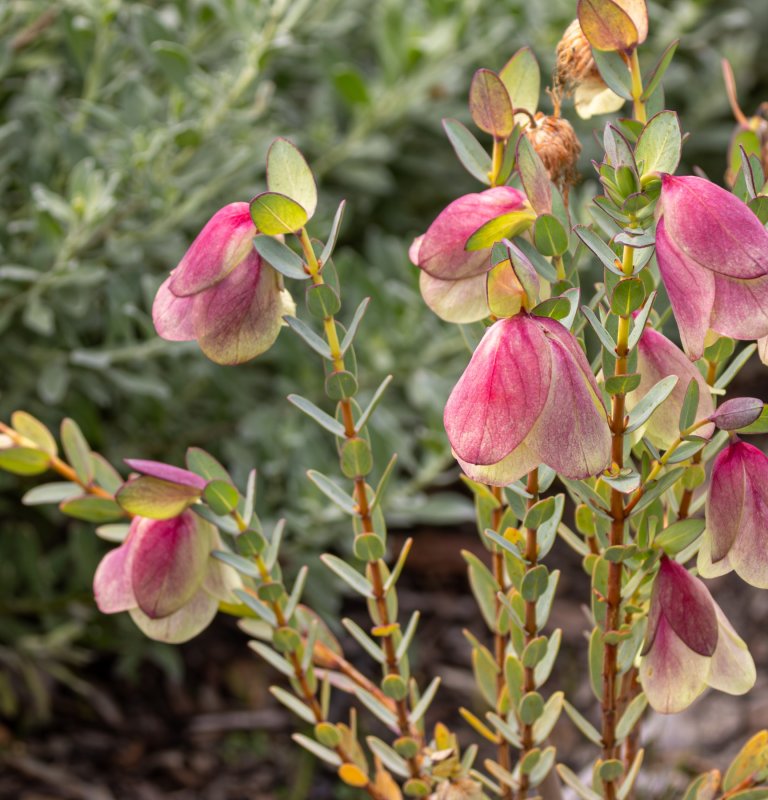 Discover the stunning beauty of our wildflowers Image