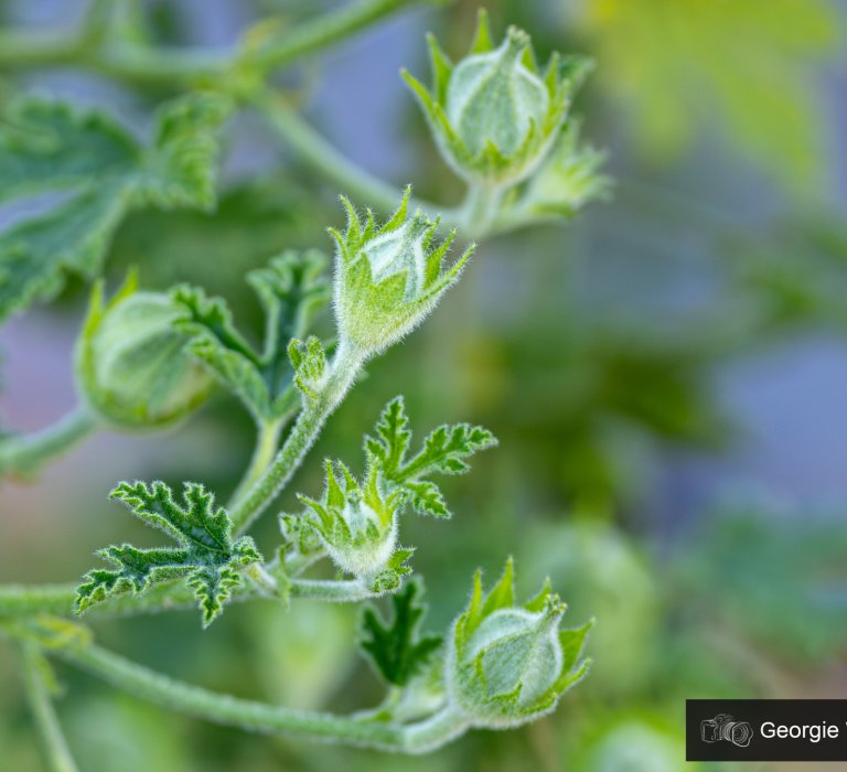 Guide’s plant of the month – Alyogyne huegelli Image