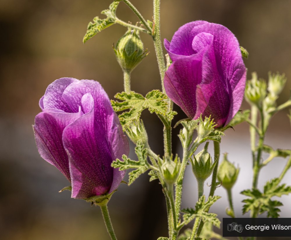 Guide’s plant of the month – Alyogyne huegelli Image