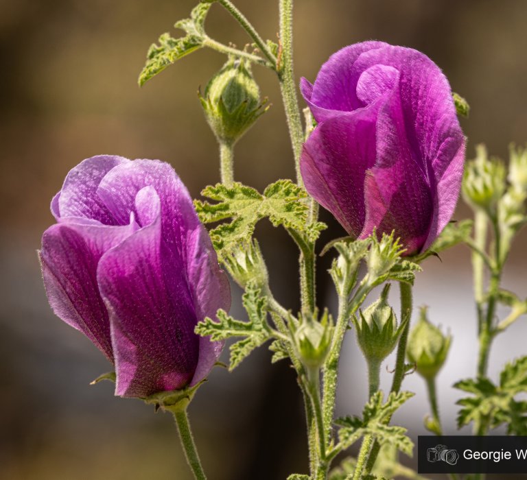 Guide’s plant of the month – Alyogyne huegelli Image