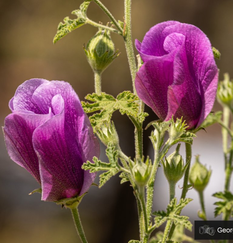 Guide’s plant of the month – Alyogyne huegelli Image