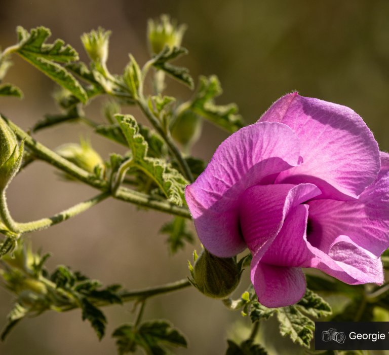 Guide’s plant of the month – Alyogyne huegelli Image