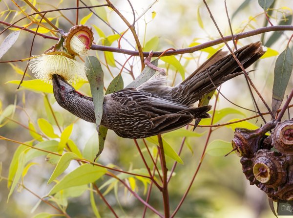 Birds Image