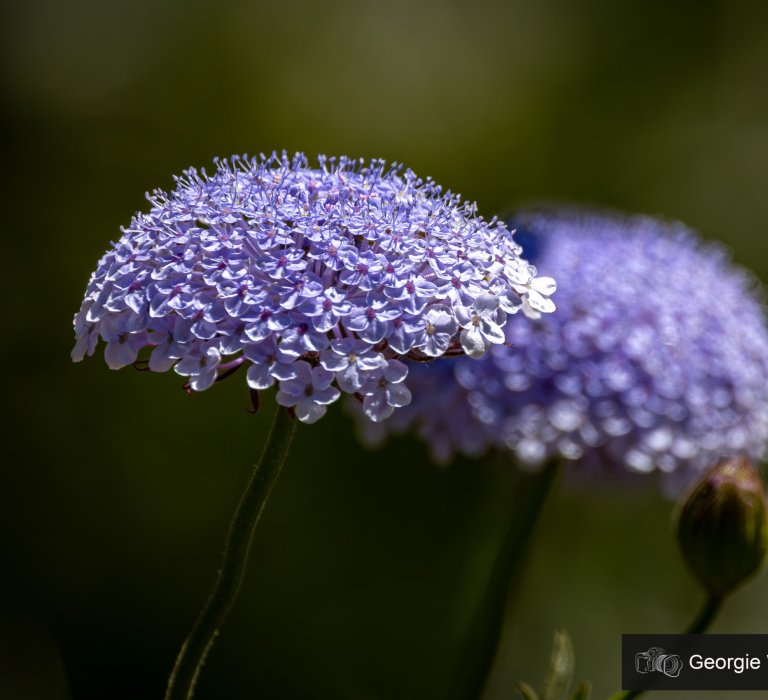 Guide’s plant of the month – Trachymene coerulea Image