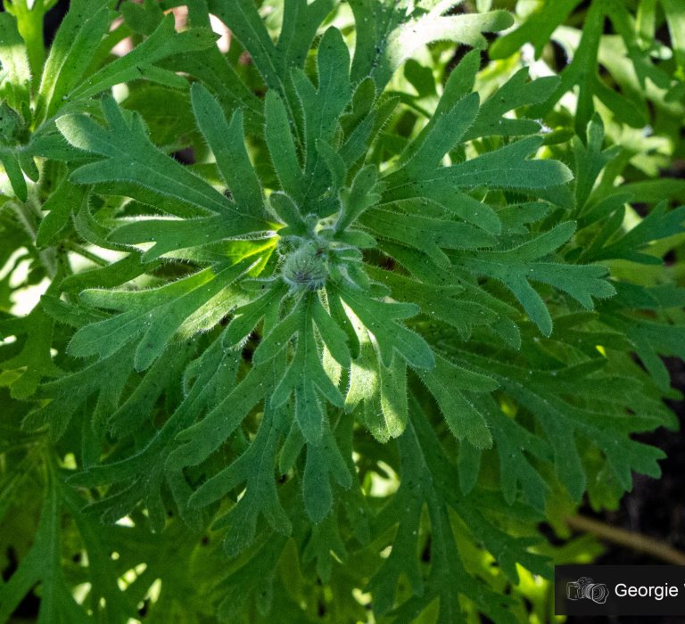 Guide’s plant of the month – Trachymene coerulea Image