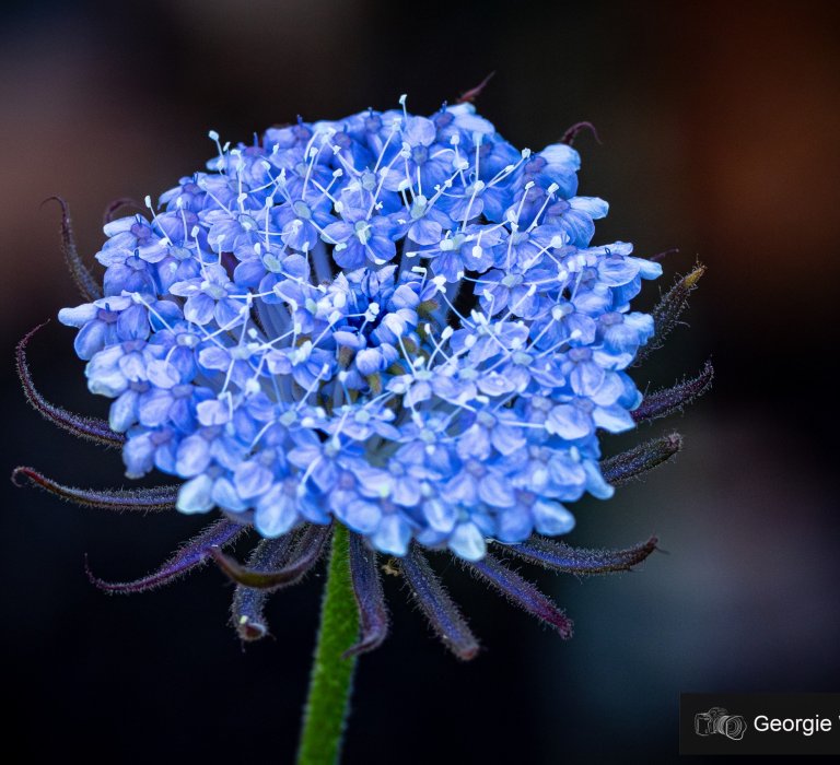 Guide’s plant of the month – Trachymene coerulea Image