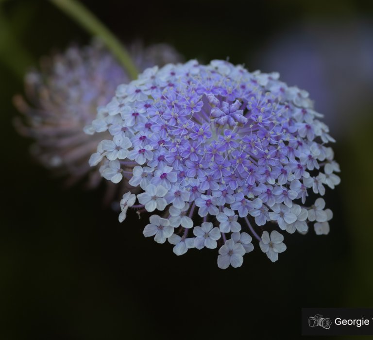 Guide’s plant of the month – Trachymene coerulea Image