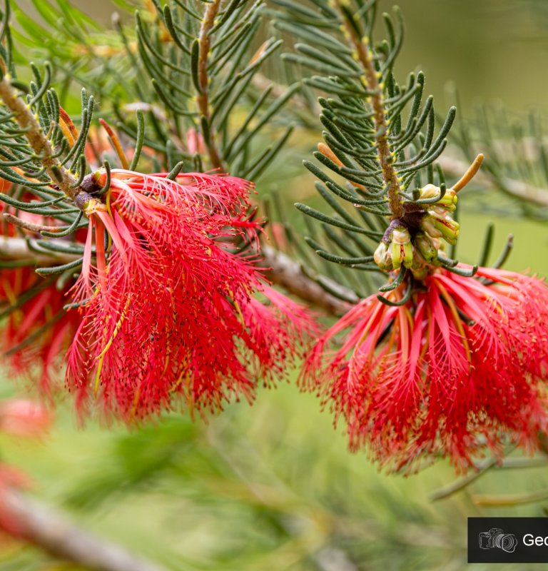 Discover the stunning beauty of our wildflowers Image