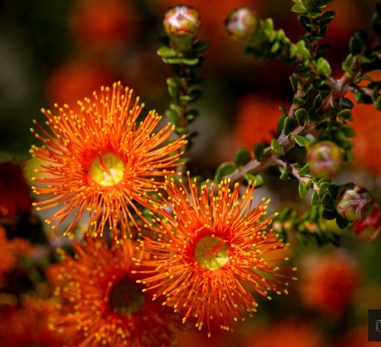 WA’s Special Eucalypts Image