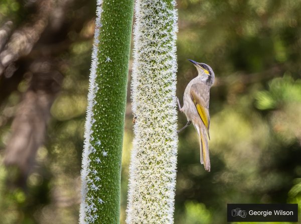 Birds Image