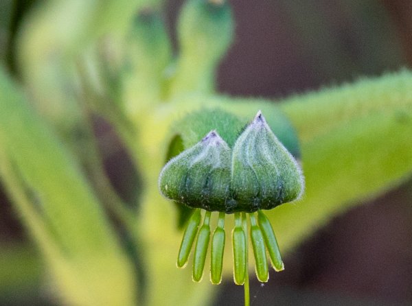 Flowers Image