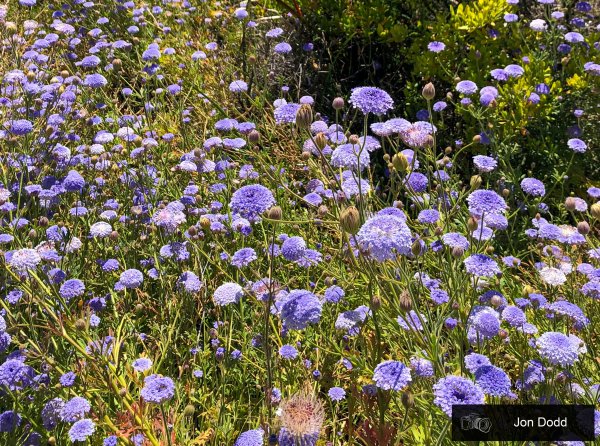 Guide’s plant of the month – Trachymene coerulea Image