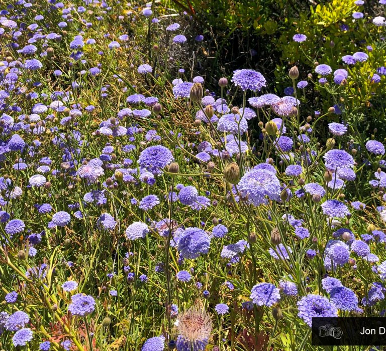 Guide’s plant of the month – Trachymene coerulea Image