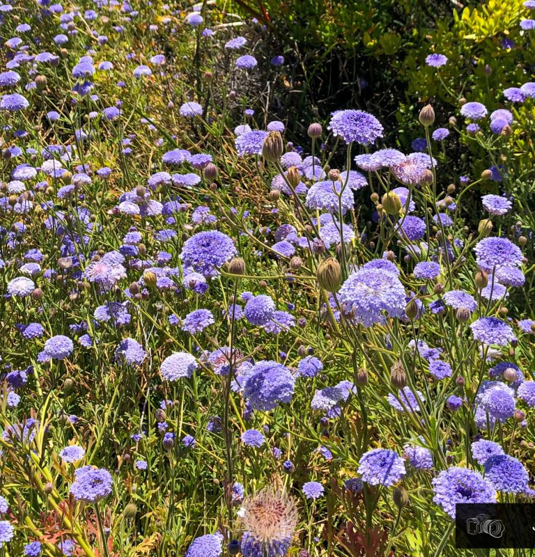 Guide’s plant of the month – Trachymene coerulea Image