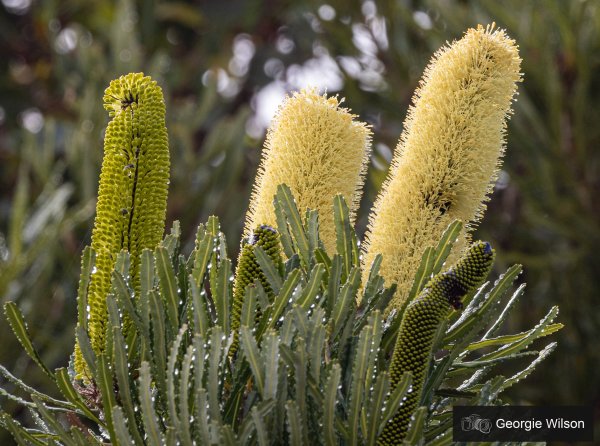 Bushland and wildflowers Image