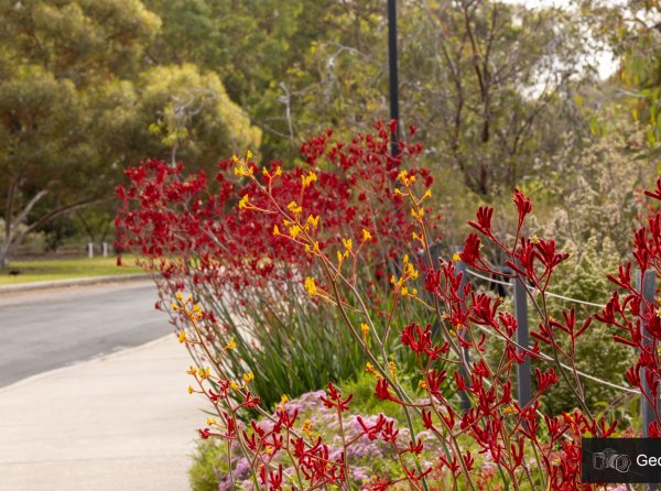 Discover Kings Park Image