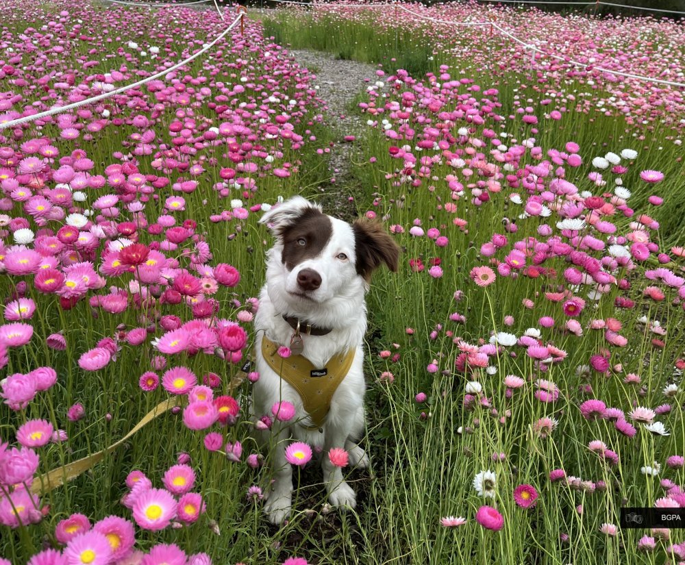 Paws and Plants – Walking With Your Dog in Kings Park Image