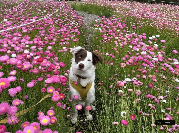 Paws and Plants – Walking With Your Dog in Kings Park Image