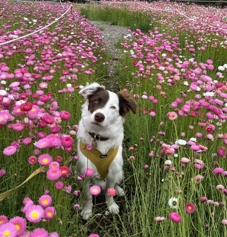 Paws and Plants – Walking With Your Dog in Kings Park Image