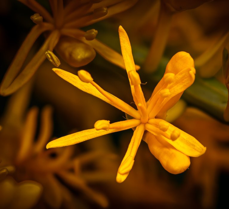 Guide’s plant of the month – The West Australian Christmas Tree Image