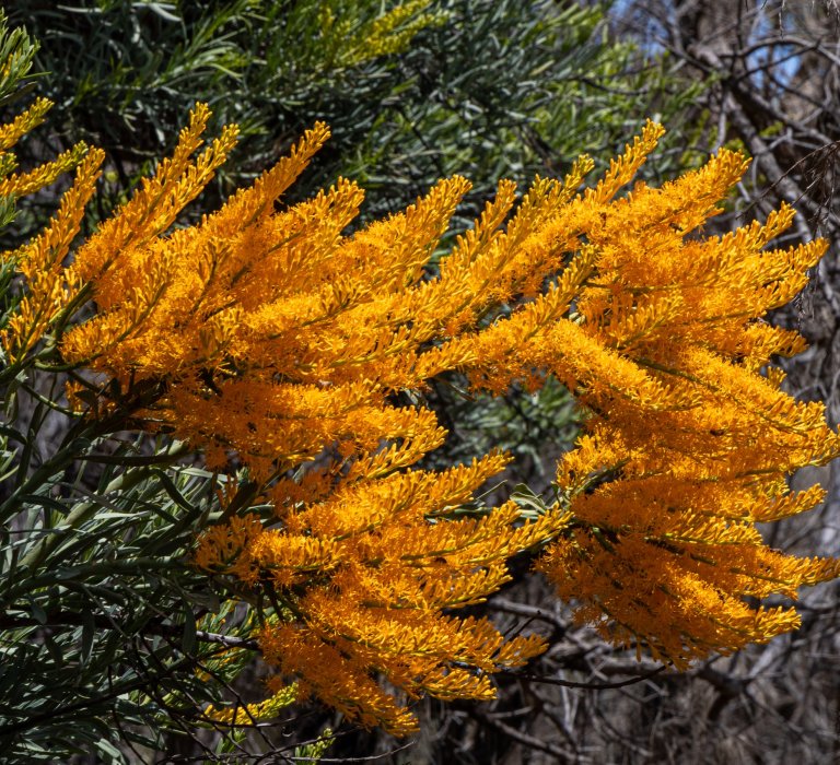 Guide’s plant of the month – The West Australian Christmas Tree Image