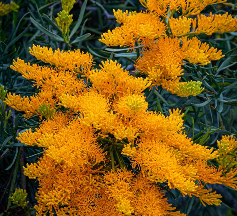 KPG_Flowers_Nuytsia portrait