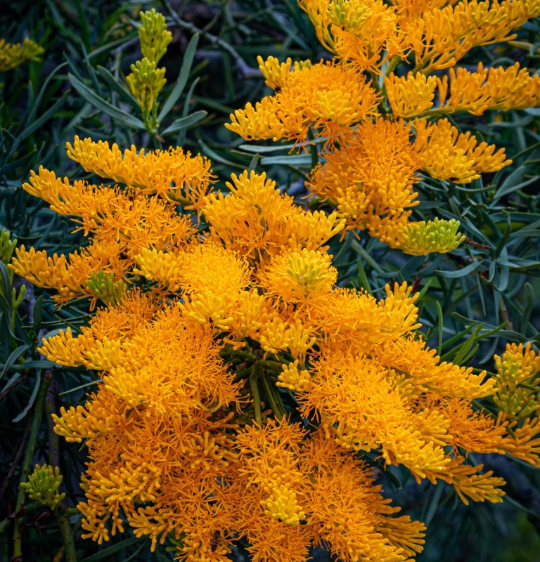 Guide’s plant of the month – The West Australian Christmas Tree Image