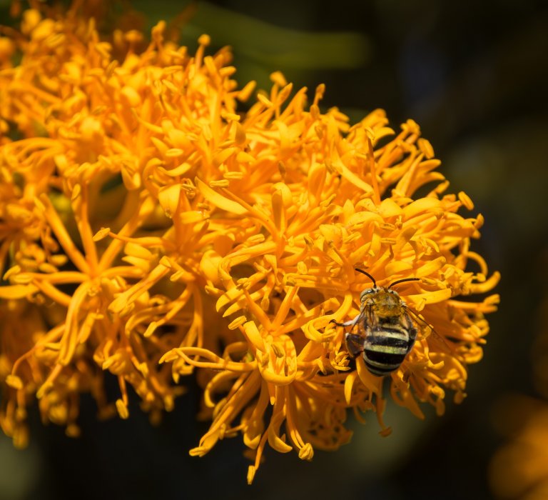 Guide’s plant of the month – The West Australian Christmas Tree Image