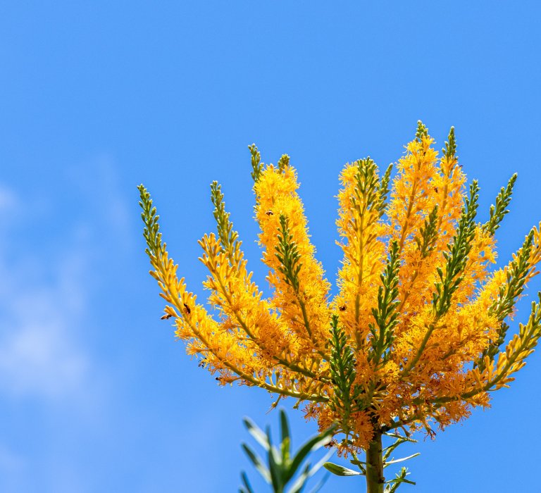 Guide’s plant of the month – The West Australian Christmas Tree Image