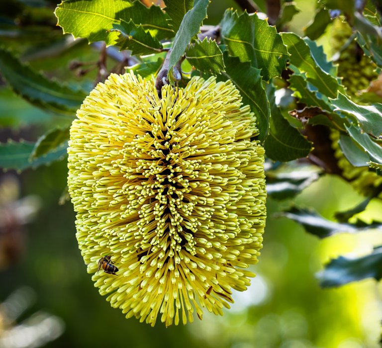 Guide’s plant of the month – Banksia lemanniana Image