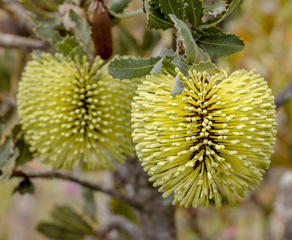 Guide’s plant of the month – Banksia lemanniana Image