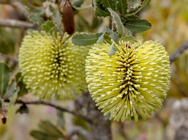 Guide’s plant of the month – Banksia lemanniana Image