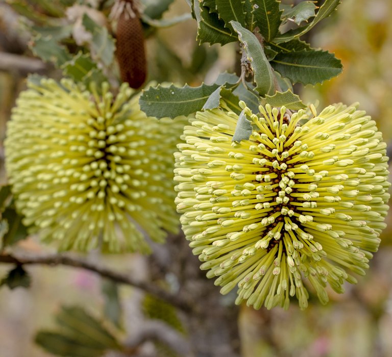 Guide’s plant of the month – Banksia lemanniana Image