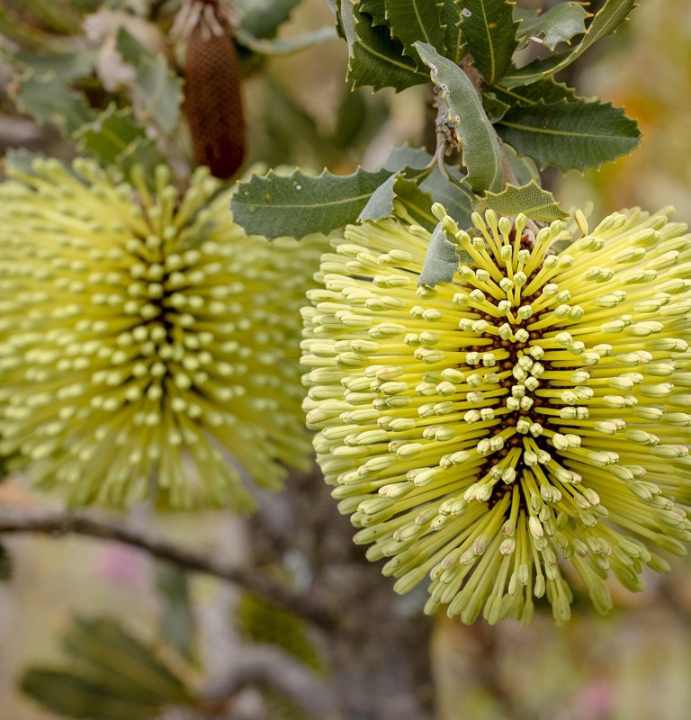 Guide’s plant of the month – Banksia lemanniana Image