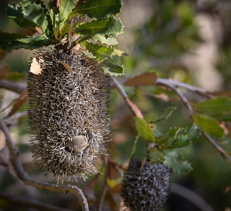 Guide’s plant of the month – Banksia lemanniana Image