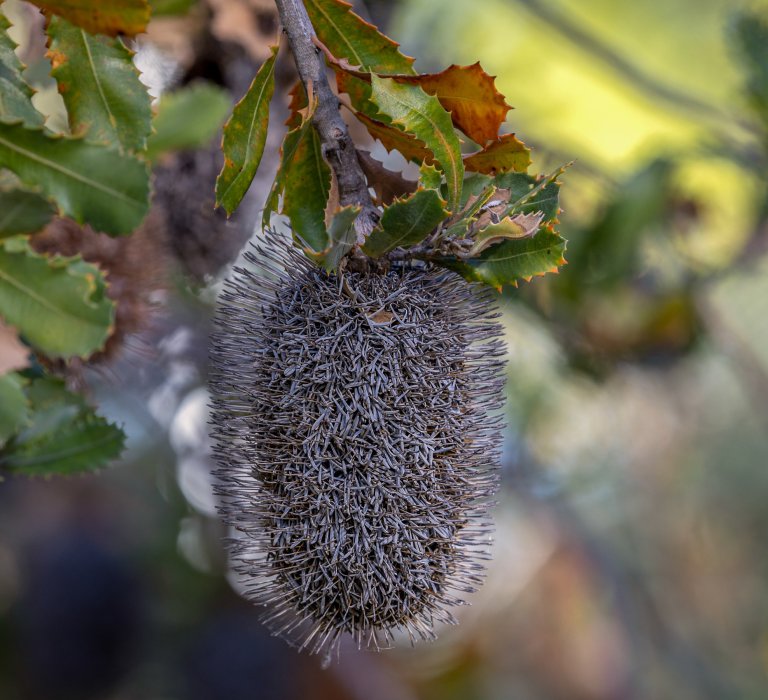 Guide’s plant of the month – Banksia lemanniana Image