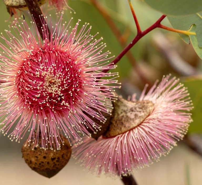 A close-up image of a red flowering mallee with vivid stamens.