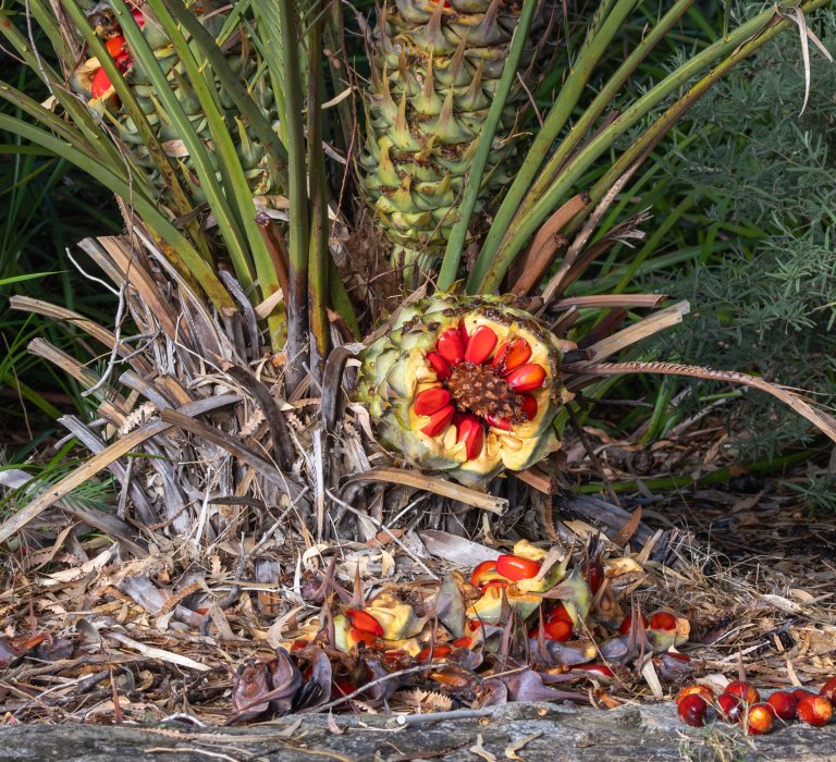 Female cones on Zamia plants ripen to bright red in summer