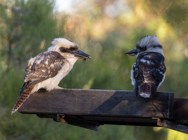 Birds Image