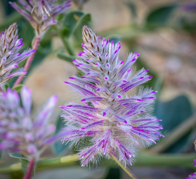 Guide’s plant of the month – Ptilotus exaltatus Image